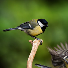 Obraz premium Great Tit in his environment. Her Latin name is Parus major.