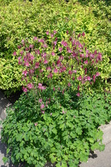 Bright pink flowers of Aquilegia vulgaris in May