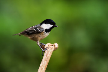 Coal Tit in her environment. Her Latin name is Periparus ater.