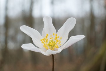 Single spring white flower in the forest - group of Anemone nemorosa
