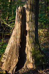 Fototapeta na wymiar Stare drzewo zniszczone chorobą i złamane w słonecznym lesie