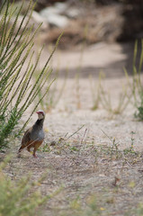 Red-legged partridge Alectoris rufa. Cruz de Pajonales. Integral Natural Reserve of Inagua. Tejeda. Gran Canaria. Canary Islands. Spain.