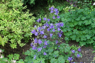 Violet flowers of Aquilegia vulgaris in May