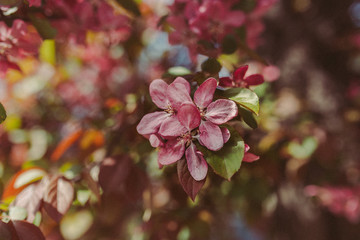 Fototapeta na wymiar blooming branch with pink flowers. beautiful spring tree pink green