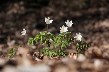 Group of spring white flower in the forest - group of Anemone nemorosa