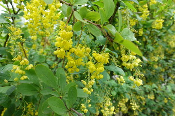 Bright yellow flowers of Berberis vulgaris in May