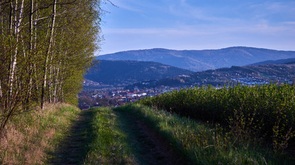 Panorama miasta Myślenice w otoczeniu lasu brzozowego , polnej drogi i plantacji porzeczki