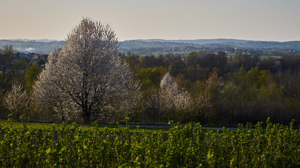 Przyroda małopolski na wiosnę, kwitnące drzewa, lasy i trawy © Marek Szymski