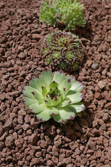 Diff&eacute;rentes vari&eacute;t&eacute;s de Sempervivum
