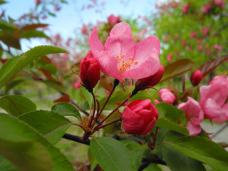 Obraz premium Purple blossom of ornamental apple tree Malus Prairie Fire. Spring flower wallpaper. 