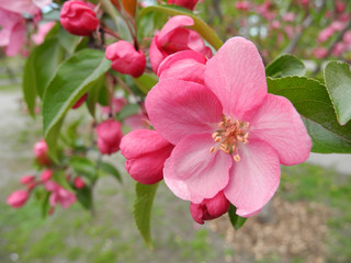 Obraz premium Purple blossom of ornamental apple tree Malus Prairie Fire. Spring flower wallpaper. 