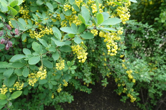 Flowering branches of Berberis vulgaris in May
