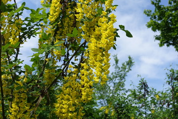 Amber yellow flowers of Laburnum anagyroides against blue sky in May