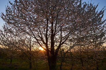 Zachodzące słońce przesłonięte kwitnącym drzewem