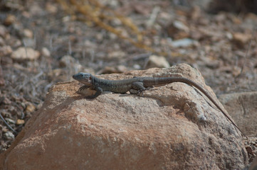 Gran Canaria giant lizard Gallotia stehlini. Juvenile sunbathing. Pajonales. Integral Natural Reserve of Inagua. Tejeda. Gran Canaria. Canary Islands. Spain.