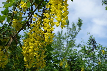 Fototapeta na wymiar Blossoming branches of Laburnum anagyroides against the sky in May
