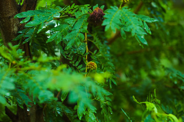 shami prosopis flower seed closeup image| red flower around the greenery  environment. wide view of indian flowers