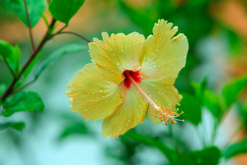 orange and yellow coloured hibiscus of uttar pradesh, india hanging on the tree. elegant flowers of india. super close view of indian flowers