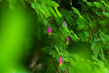 shami prosopis flower closeup image| red flower around the greenery  environment. wide view of indian flowers