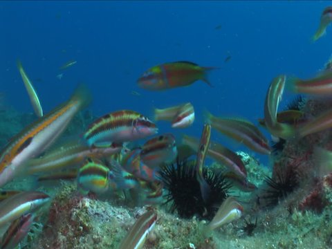 Ornate Wrasse (Halichoeres ornatissimus)  Thalassoma pavo fish underwater group ocean scenery