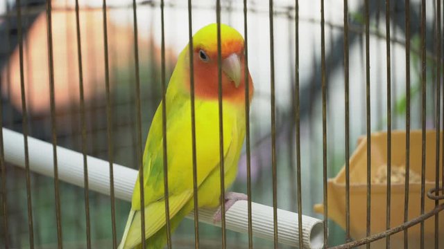 Beautiful of parrot in bird cage, parakeet animal with noisy and playful in zoo, lovely and intelligent, pet and friendly, 4k footage.