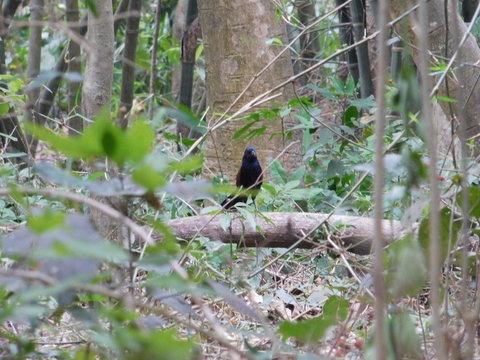 bird, Coucals, kanakuka, black Coucals, red Coucals,