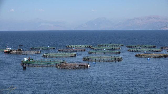 4K Fish Farm on the Sea, Hatchery Fishing, Greece Aquaculture, Feeding