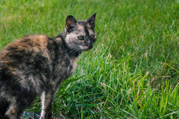 Stare of a stray cat. A sad animal is looking for its master.