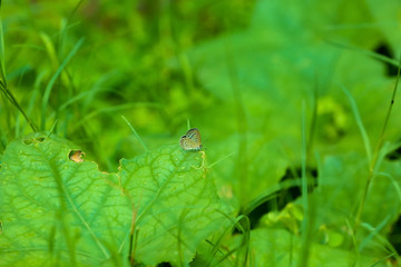 small butterfly sitting on big leaf. butterfly waiting movement in india, uttar pradesh
