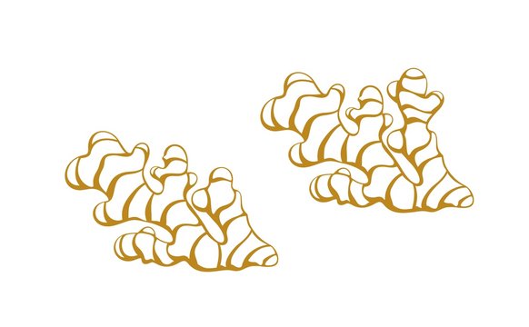 Ginger outline. Isolated ginger on white background