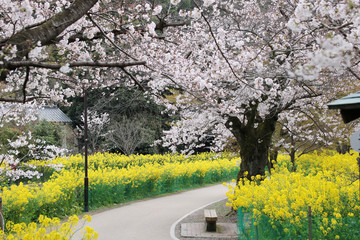 京都　山科　桜と菜の花