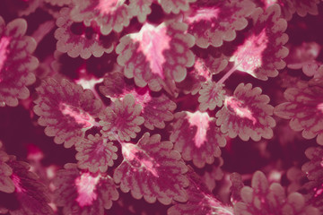 colorful leaves spring nature background