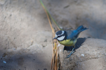 African blue tit Cyanistes teneriffae hedwigii. Integral Natural Reserve of Inagua. Tejeda. Gran Canaria. Canary Islands. Spain.