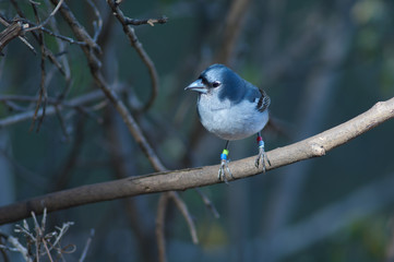 Gran Canaria blue chaffinch Fringilla polatzeki. Male. Integral Natural Reserve of Inagua. Tejeda. Gran Canaria. Canary Islands. Spain.