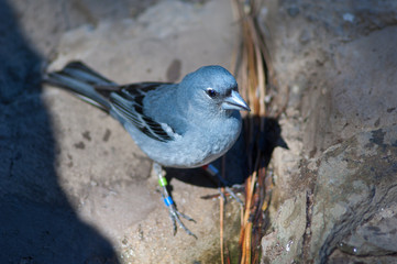 Gran Canaria blue chaffinch Fringilla polatzeki. Male. Integral Natural Reserve of Inagua. Tejeda. Gran Canaria. Canary Islands. Spain.