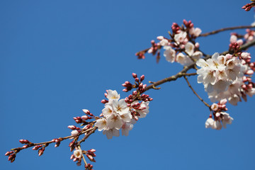 桜　枝　アップ