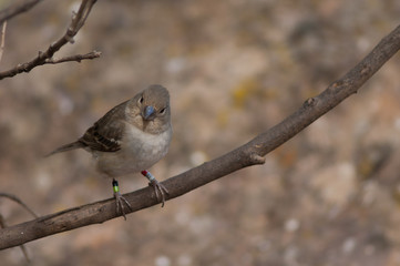 Gran Canaria blue chaffinch Fringilla polatzeki. Female. Integral Natural Reserve of Inagua. Tejeda. Gran Canaria. Canary Islands. Spain.