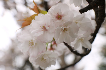 桜　アップ