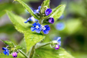 Nature fleurs abeilles au printemps nature, flowers, bees in France © Olivier