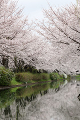 京都　桜並木　縦
