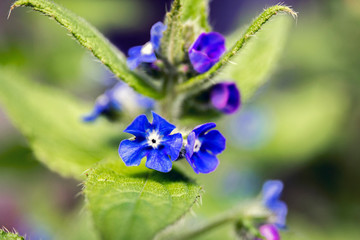 Nature fleurs abeilles au printemps nature, flowers, bees in France © Olivier