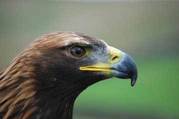 Obraz premium Golden Eagle