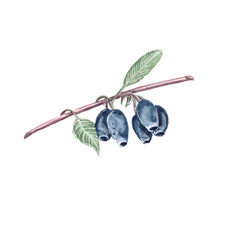 Watercolor illustration of honeysuckle berries on a white background