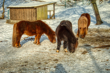 shetland ponies grazing in winter