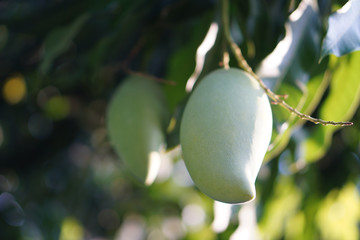 close up of mango fruit on a mango tree Blurred background