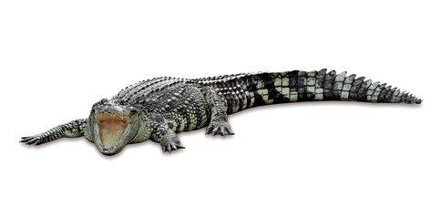 Naklejka premium crocodile isolated on white background ,include clipping path