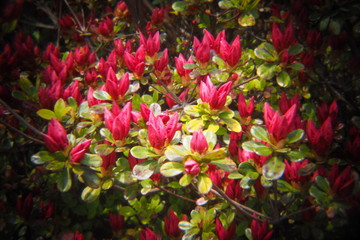 つつじ　つぼみ