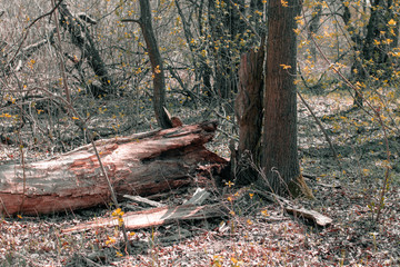 Dry fallen tree in the forest. Old rotten tree