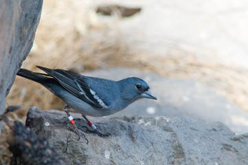 Gran Canaria blue chaffinch Fringilla polatzeki. Male. Integral Natural Reserve of Inagua. Tejeda. Gran Canaria. Canary Islands. Spain.