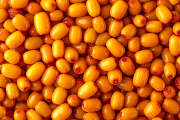 Background from a variety of scattered fresh sea buckthorn berries. Ripe orange sea buckthorn berries.